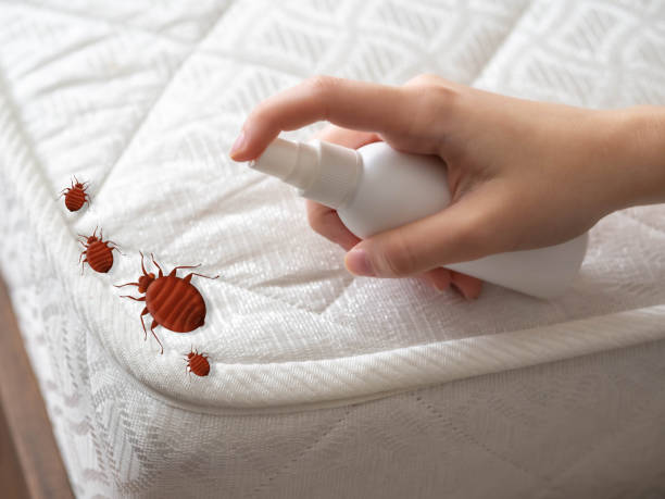 Professional Pest Control in West Islip, NY